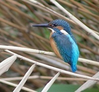 kingfisher - 2.jpg